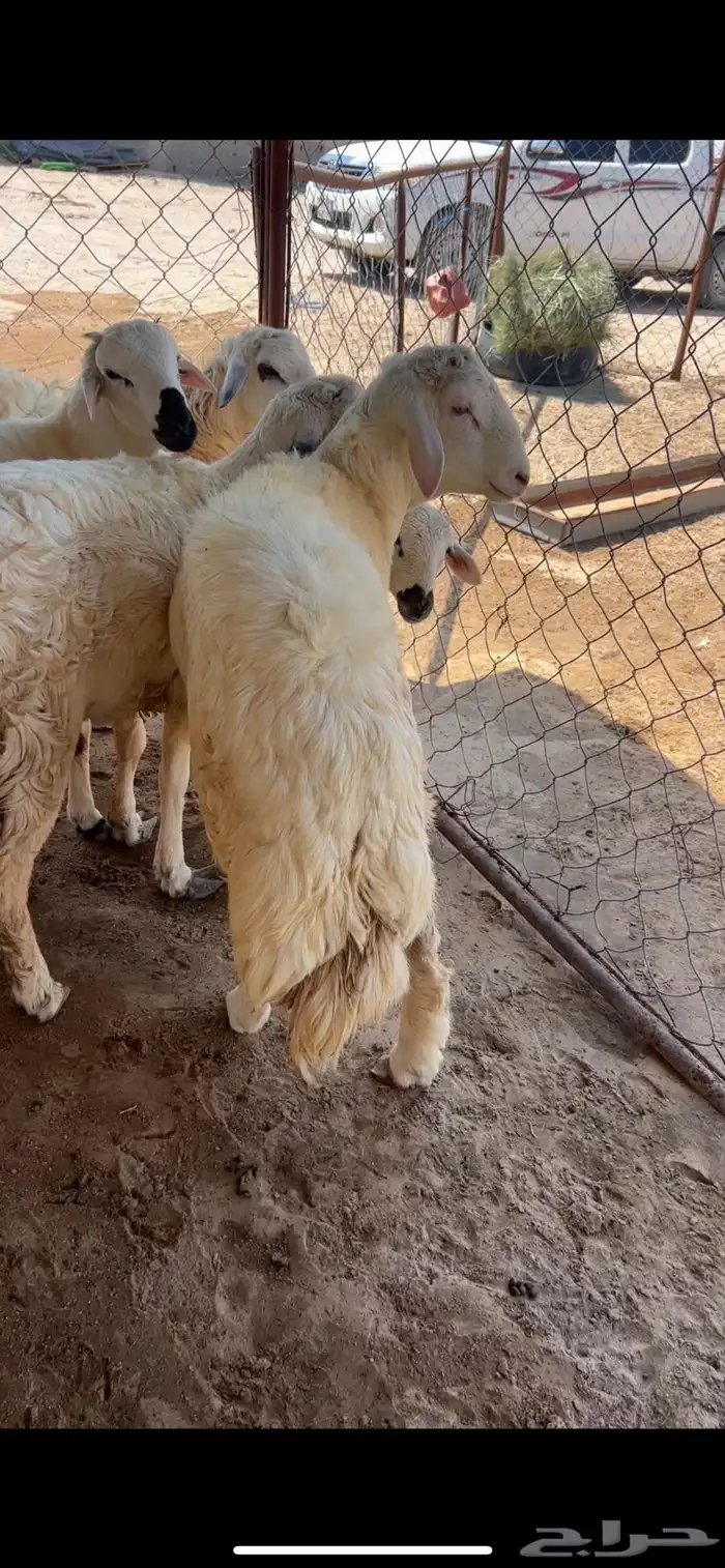 جميع أنواع الذبائح خرفان رخال تيوس ب اسعار خياليه 3