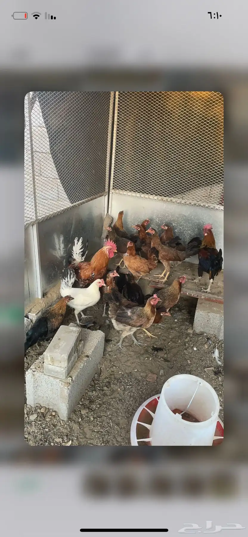 دجاج ما بين عربي وبلدي 11