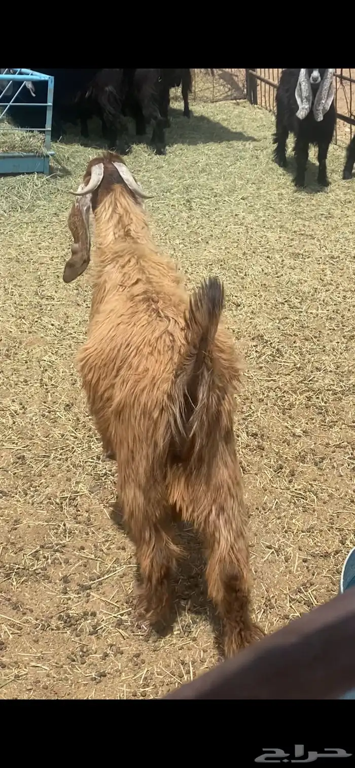 تيسين عوارض فحول 0