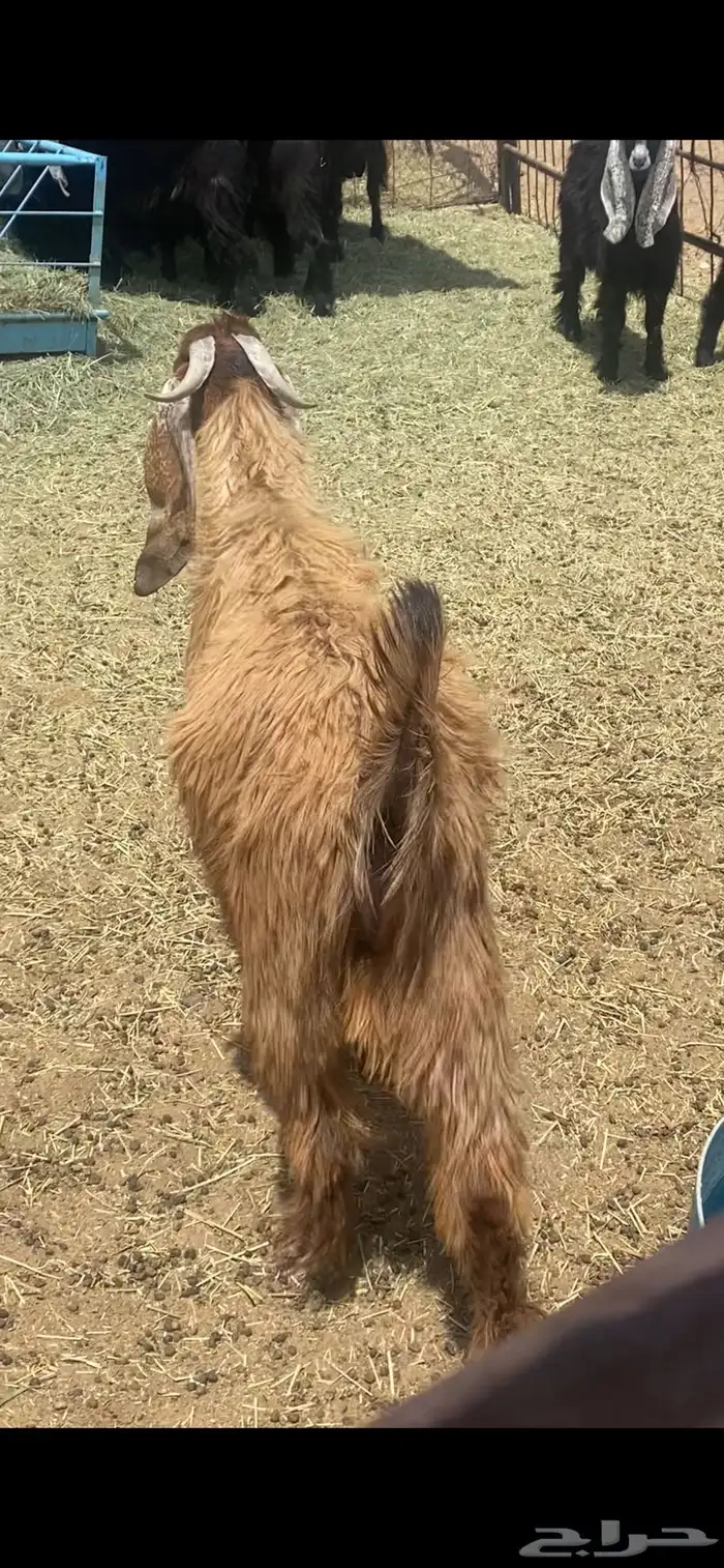 تيسين عوارض فحول 2