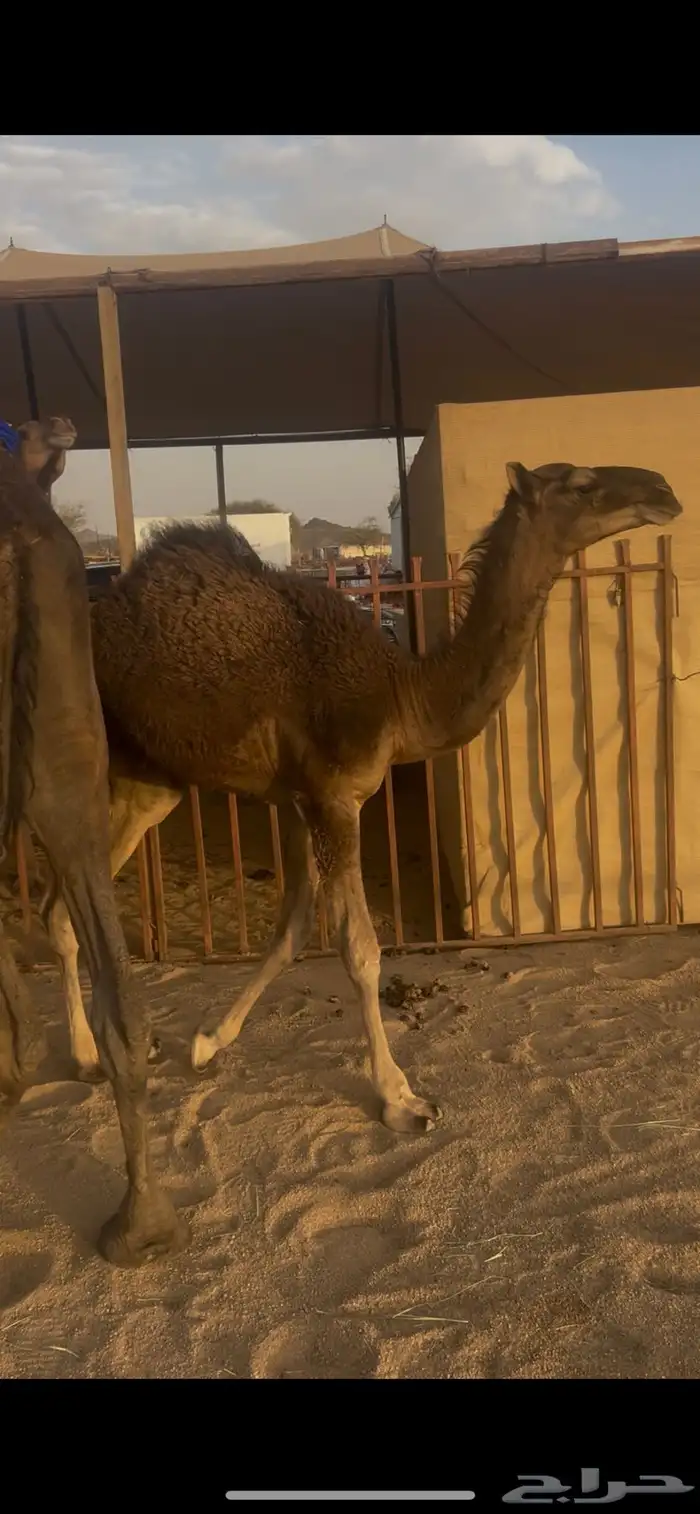 للبيع خلفه مجهم طيبه 1