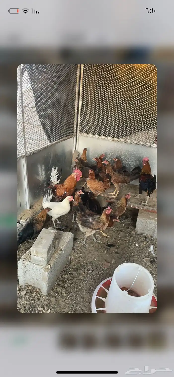 دجاج ما بين عربي وبلدي 10