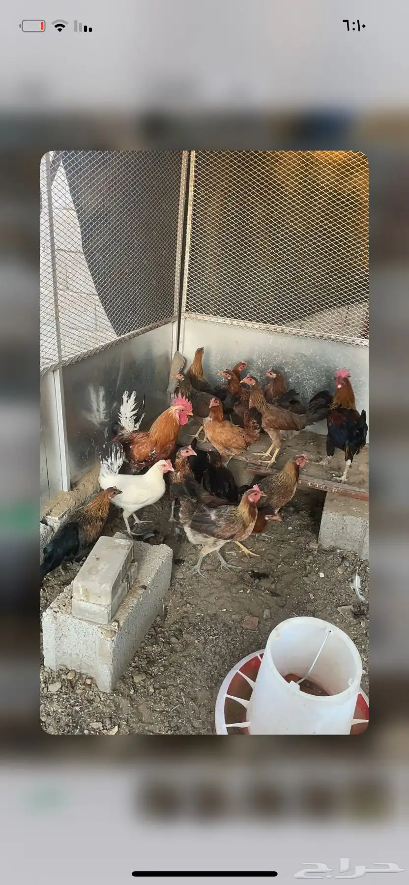 دجاج ما بين عربي وبلدي 10