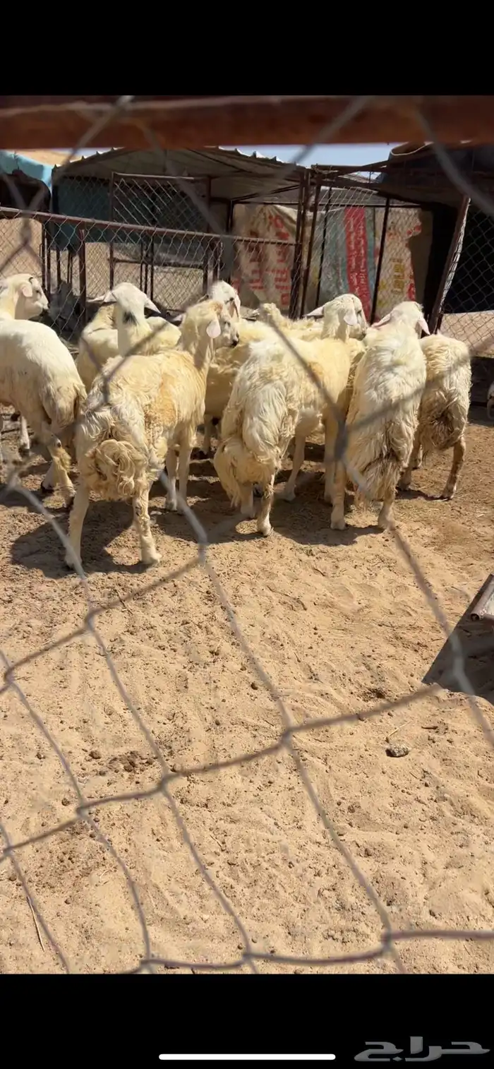 جميع أنواع الذبائح خرفان رخال تيوس ب اسعار خياليه 5