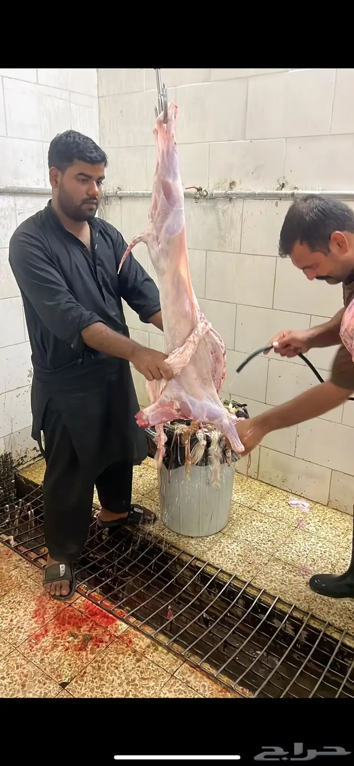 جميع أنواع الذبائح خرفان رخال تيوس ب اسعار خياليه 1