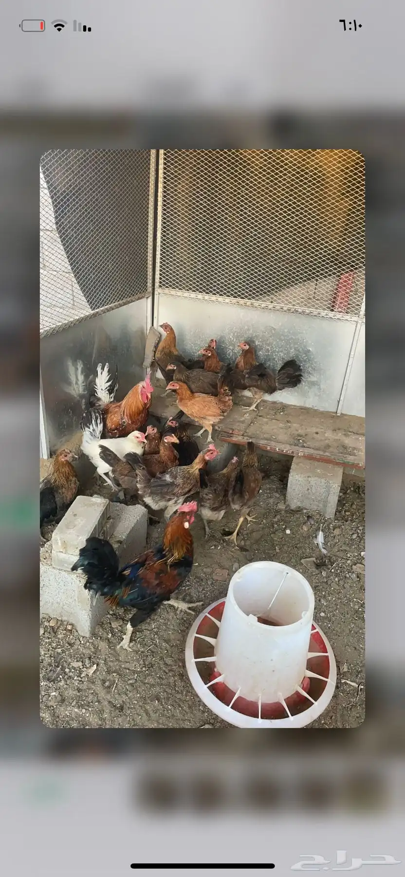 دجاج ما بين عربي وبلدي 12