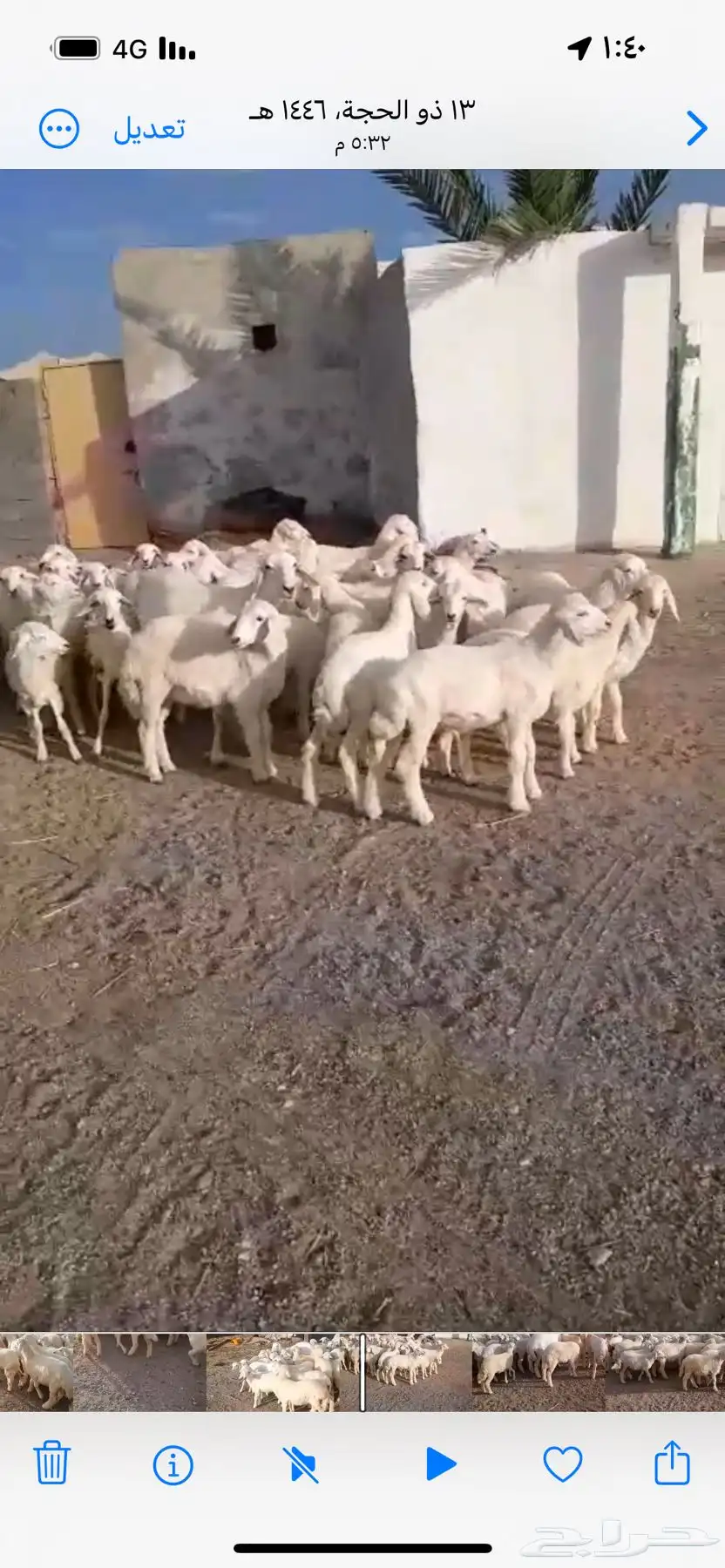 بهم تربيه وذبايح ثلاجه 0