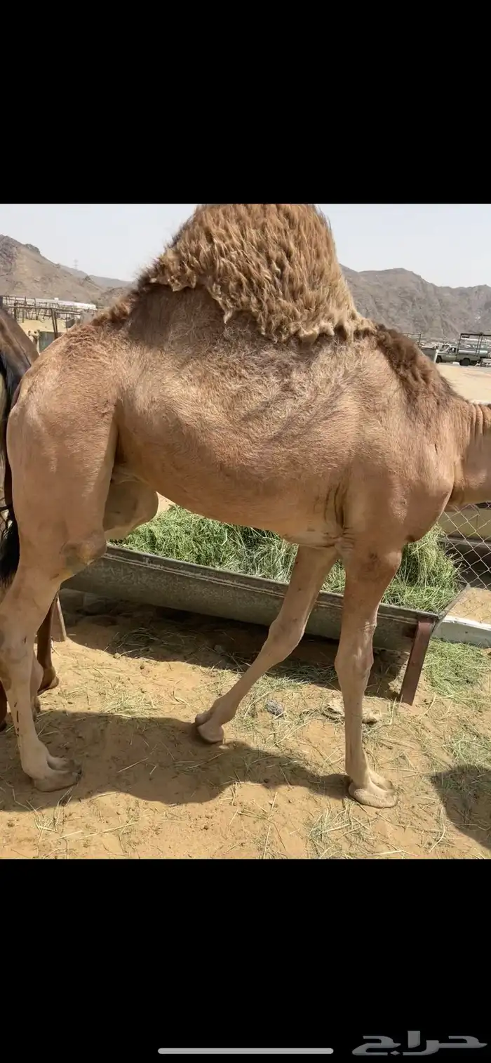 قعود فل الفل بلدي عاده يرضع امه للبيع للتواصل 0