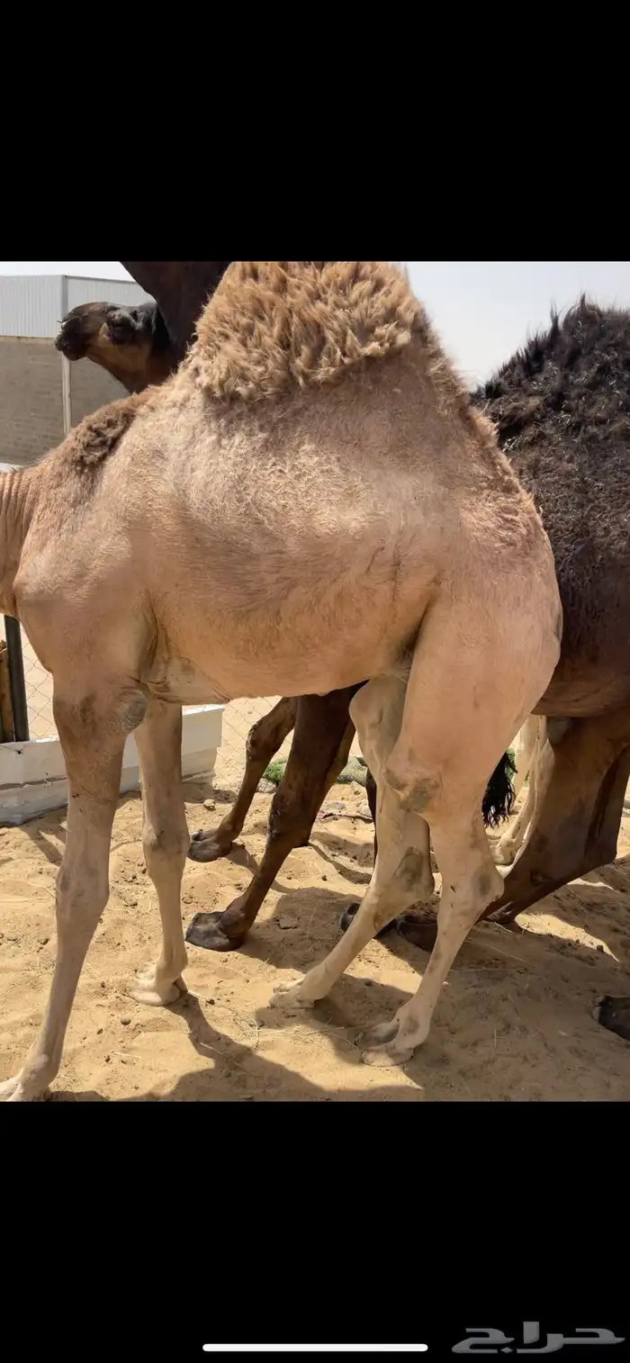 قعود فل الفل بلدي عاده يرضع امه للبيع للتواصل 1