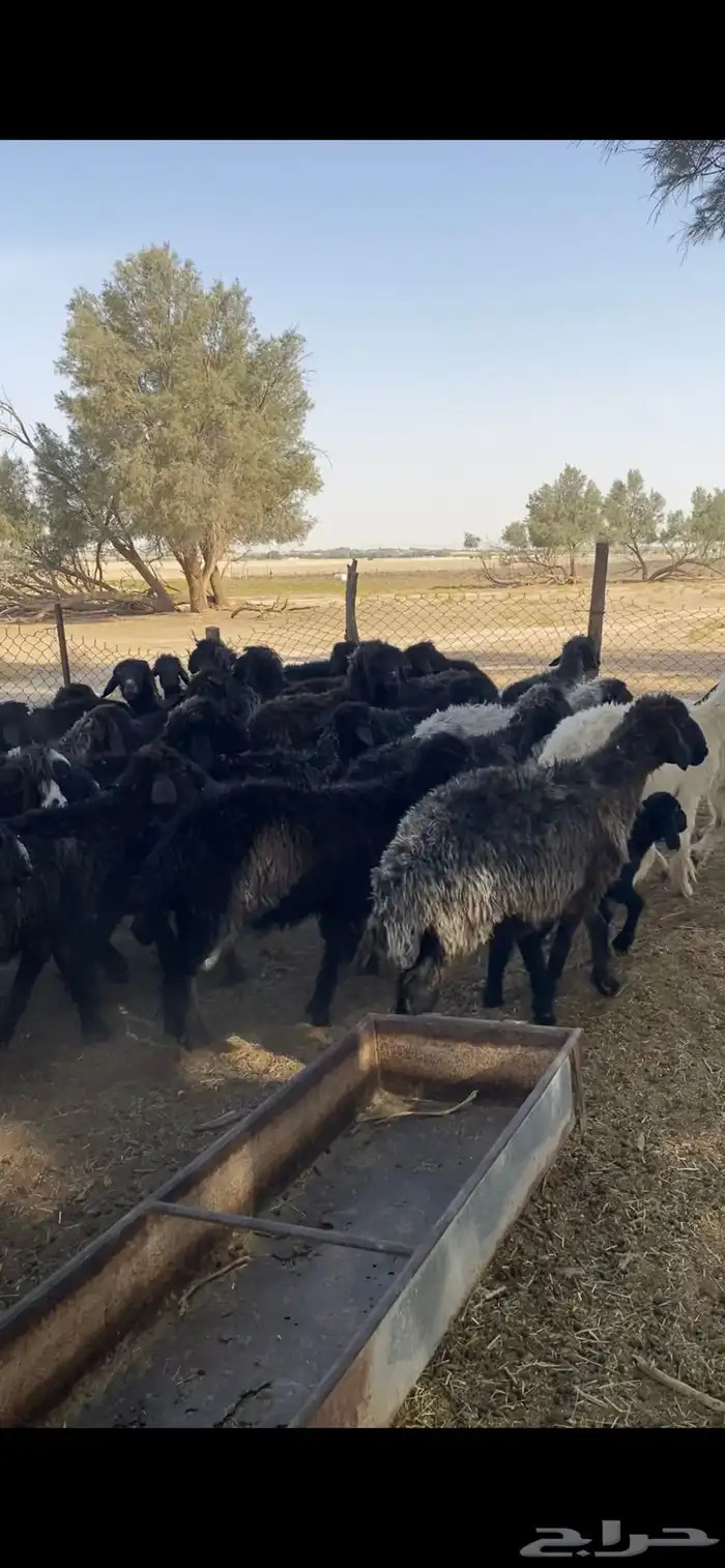 تمم البييع 1