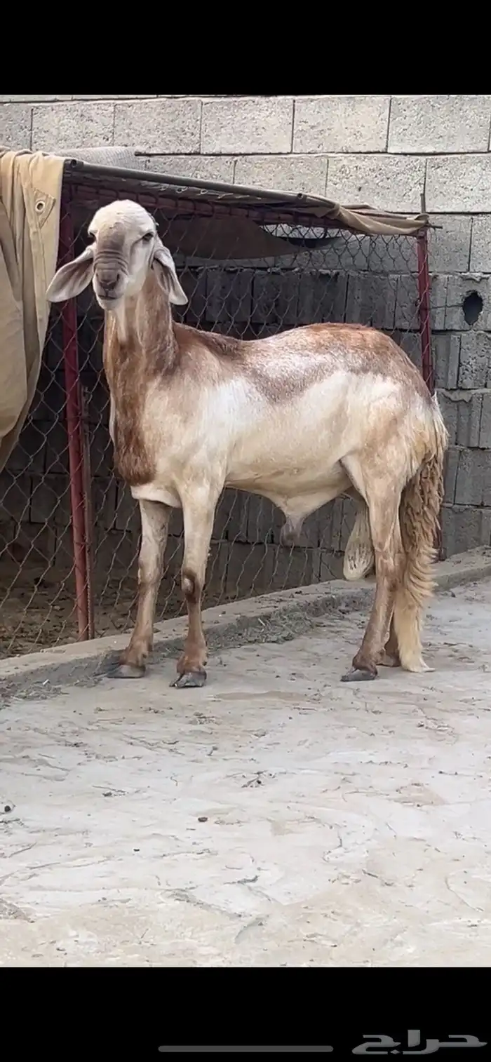 فحل درماني صنف 1