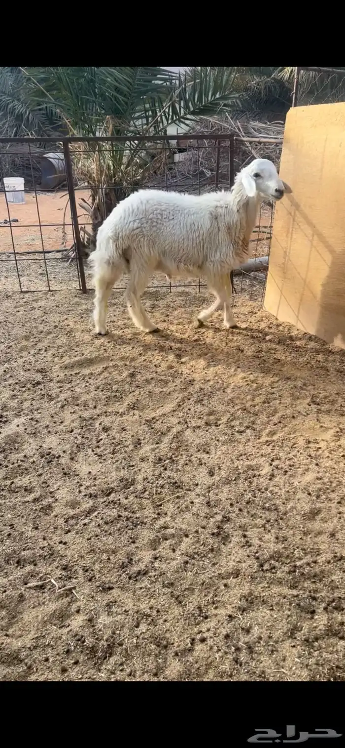 خروف حري 1
