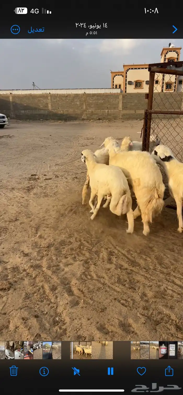 جميع أنواع الذبائح خرفان رخال تيوس ب اسعار خياليه 7