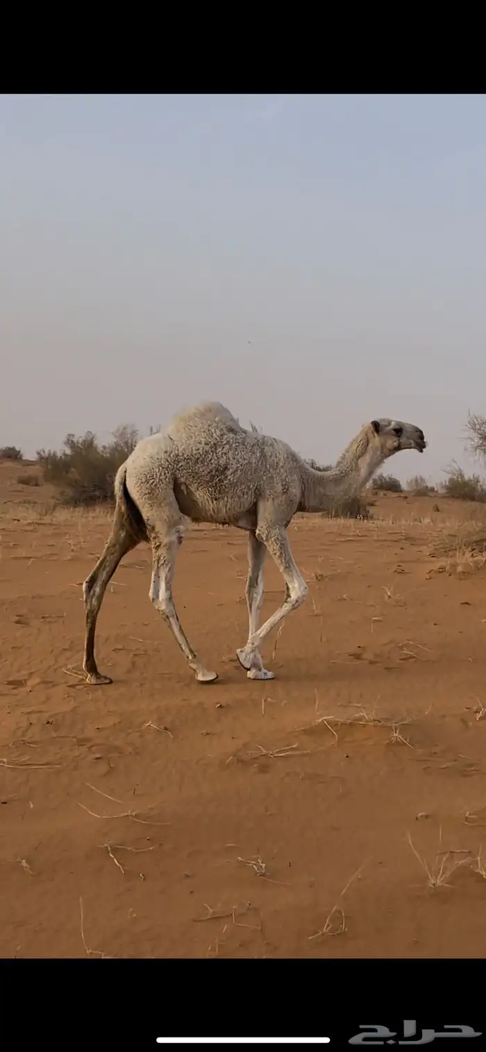 قعود على الحيسوني للتواصل على الرقم 0