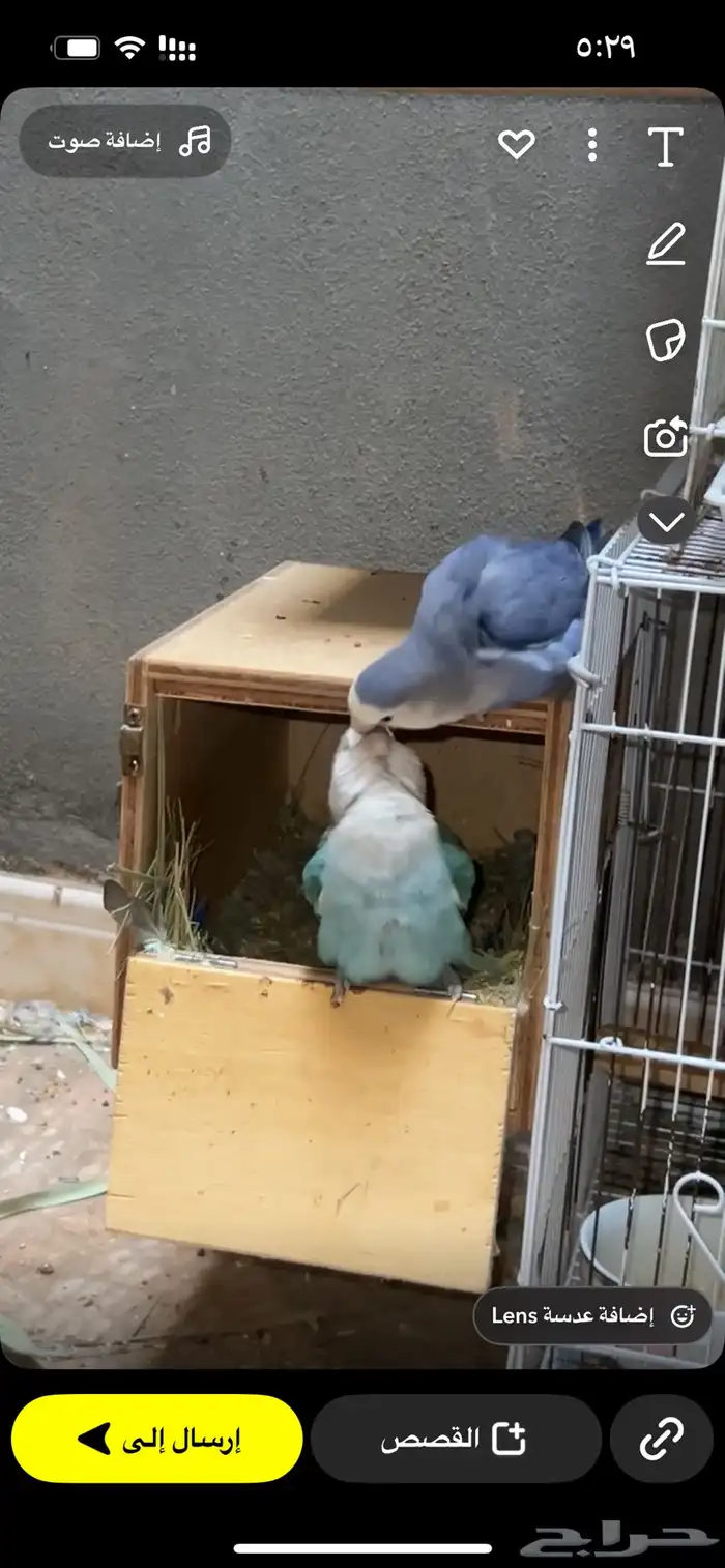 جوز روز انتاج 0