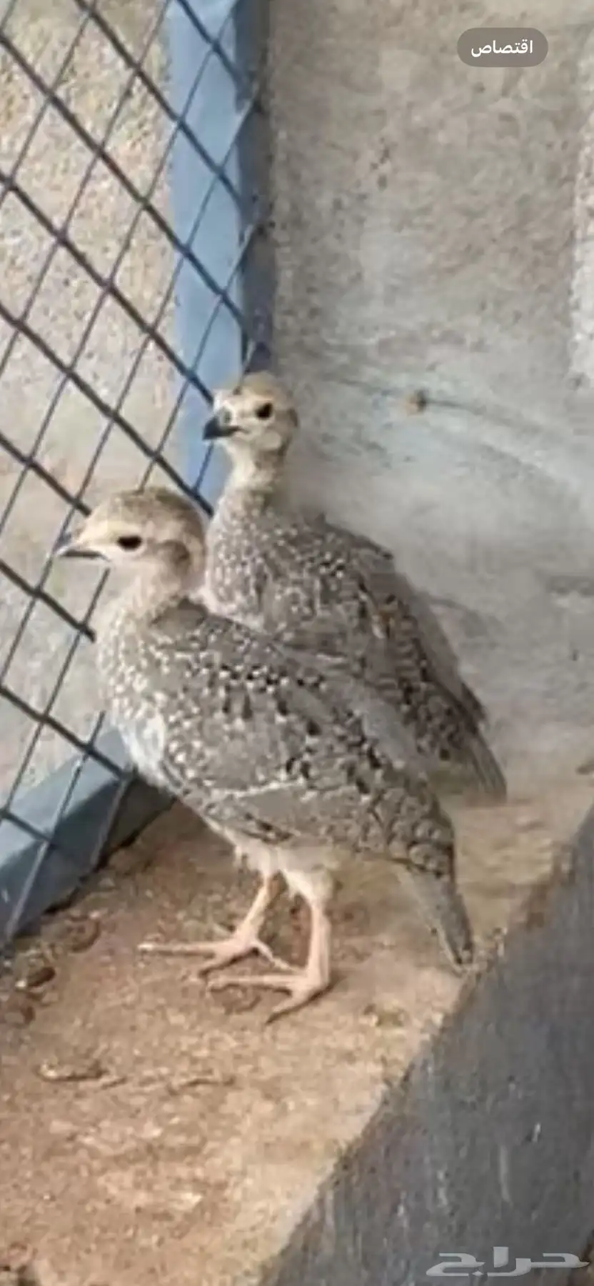 حجل وبران نجديه صفرا 1