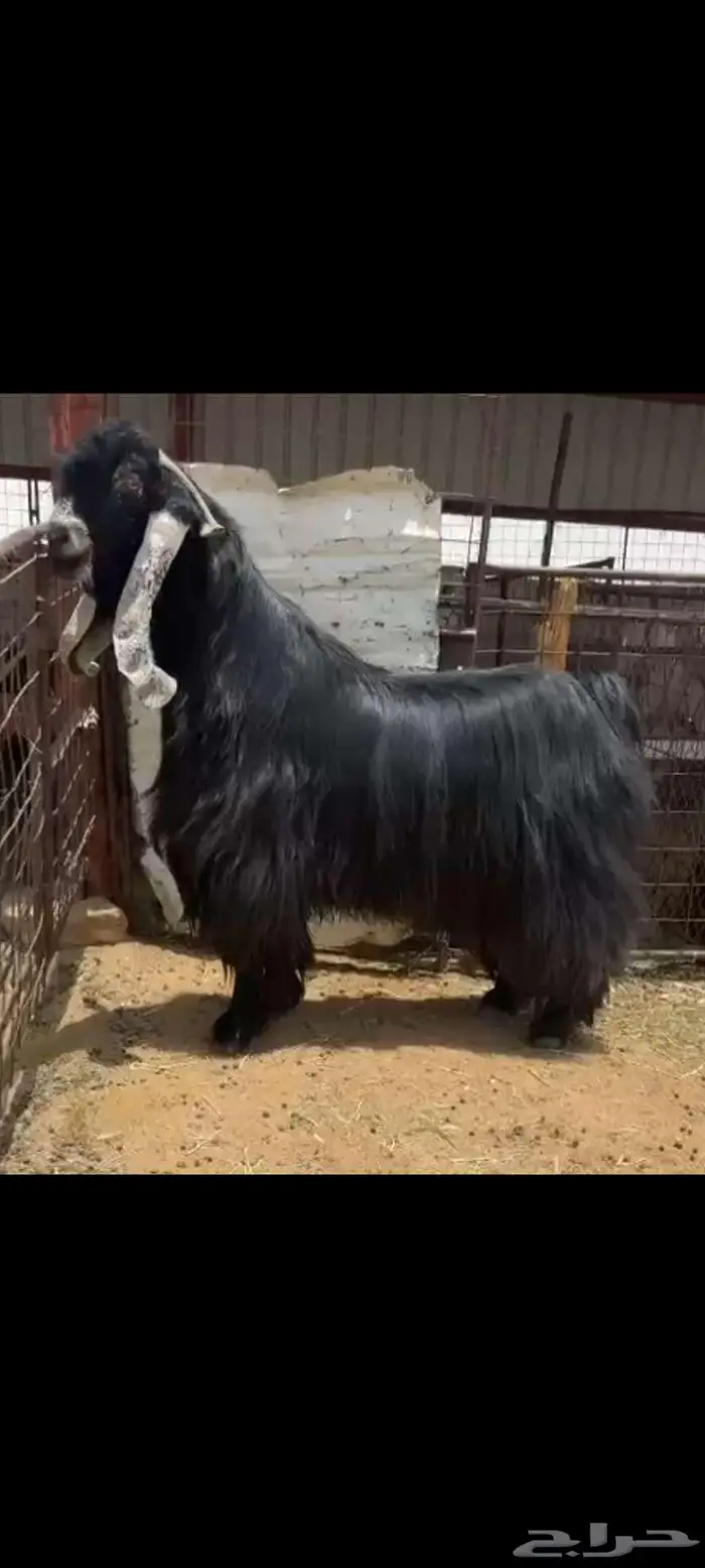 تم البيع 0