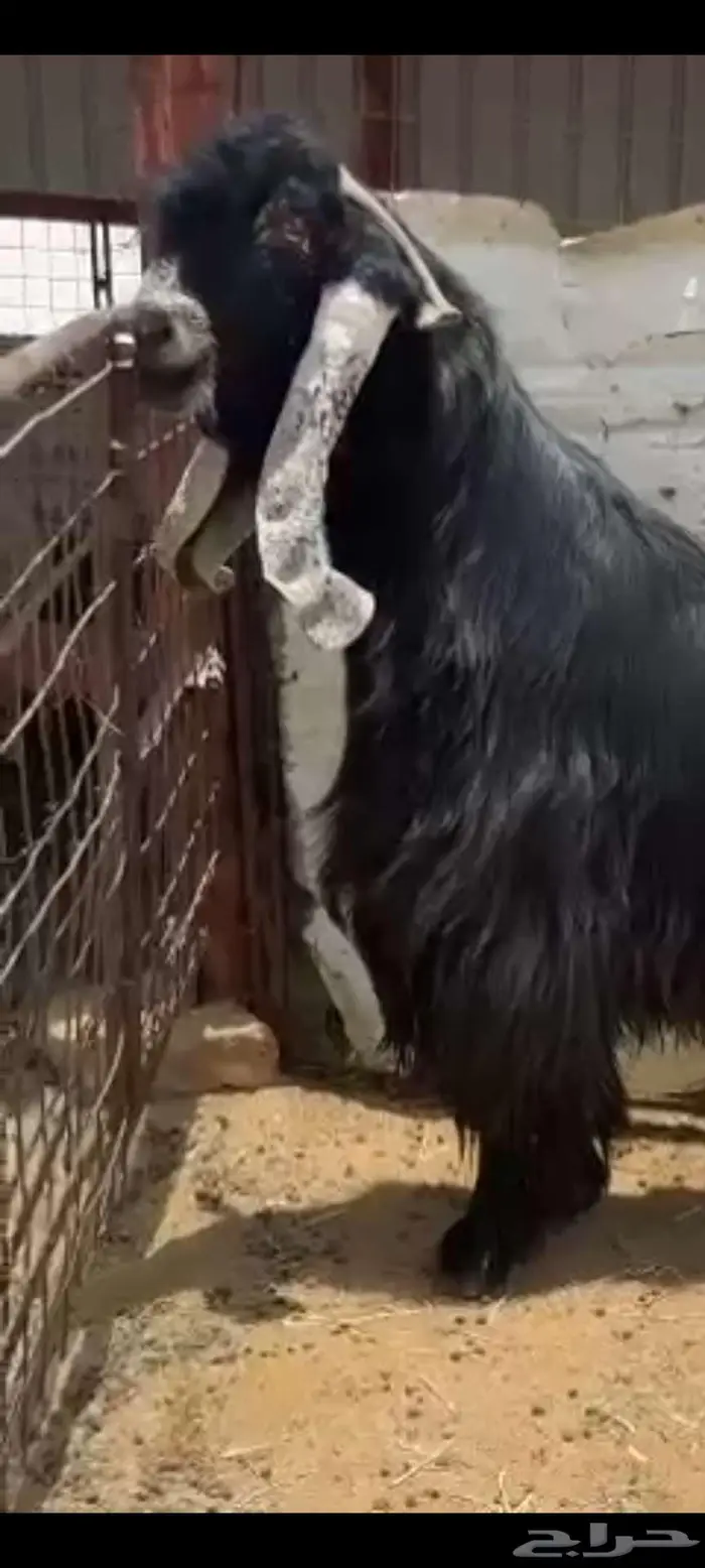 تم البيع 2