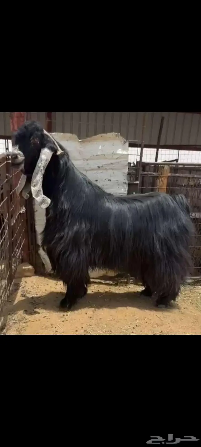 تم البيع 1