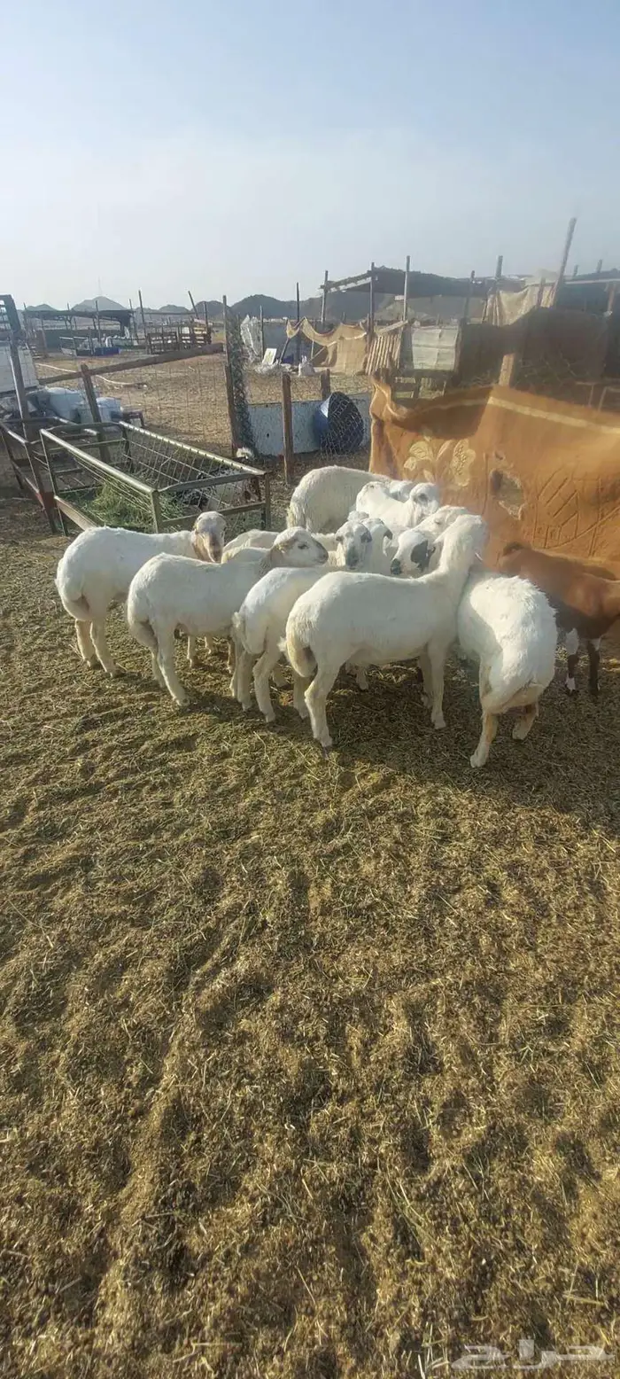 طليان ورخال. مناسبات. وطليان رفد ورخال مقنى 5