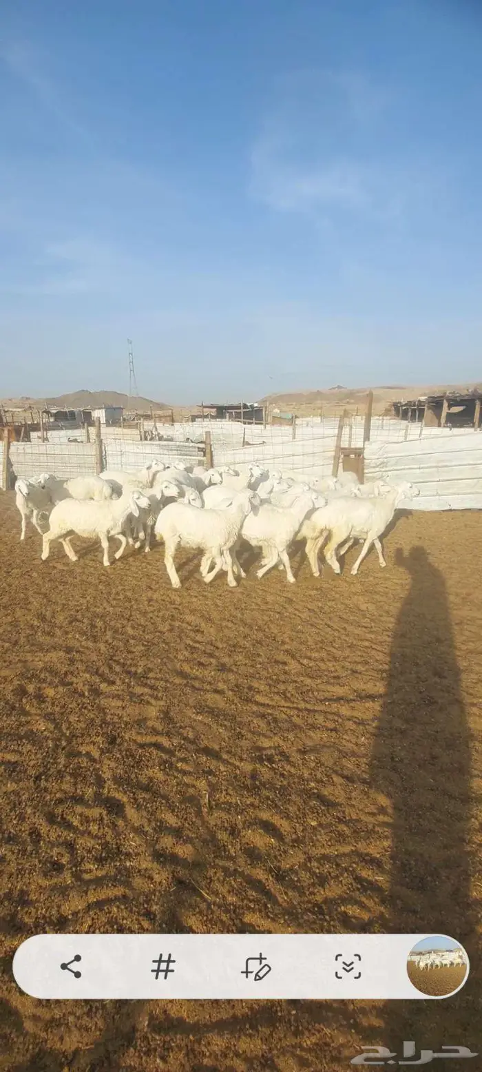 طليان ورخال. مناسبات. وطليان رفد ورخال مقنى 4