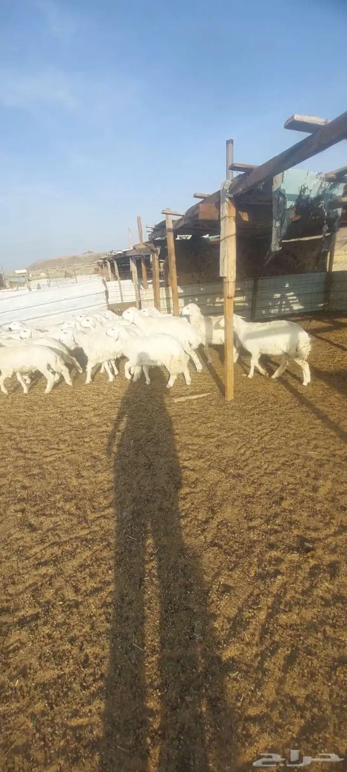 طليان ورخال. مناسبات. وطليان رفد ورخال مقنى 1