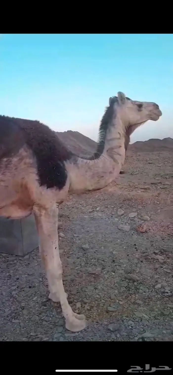 ناقة تحتها قعود 0