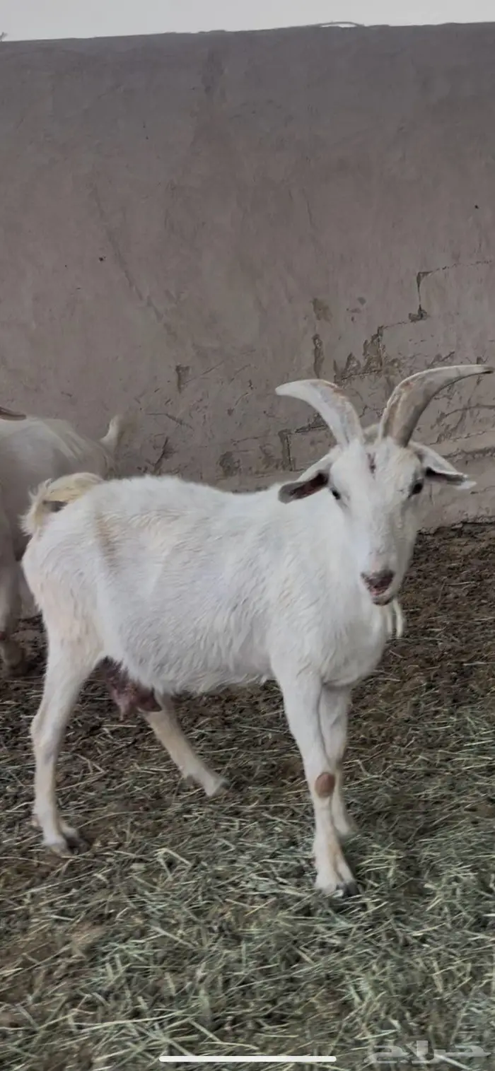ماعز سانين 1