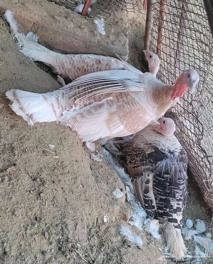دجاج رومي للبيع ( بيشه ) 4