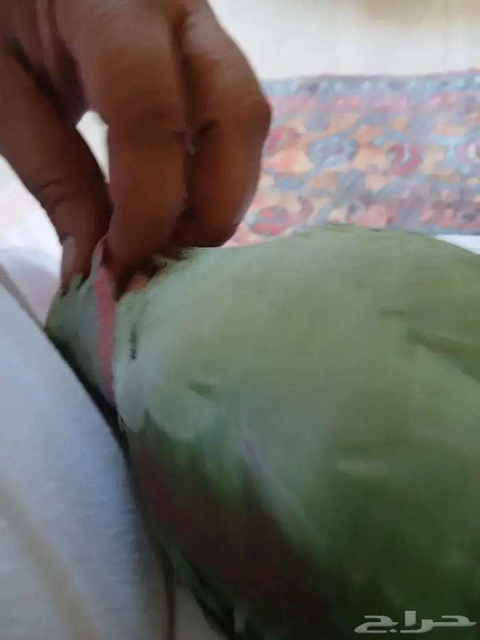 اليف جدا نيبالي محجل 9