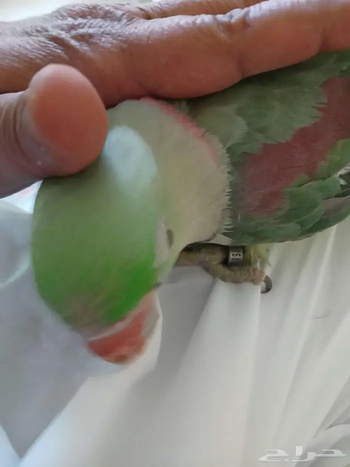 اليف جدا نيبالي محجل 10