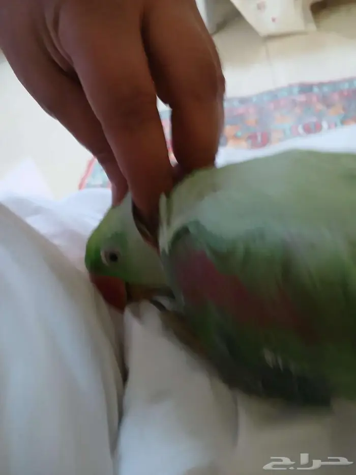 اليف جدا نيبالي محجل 1