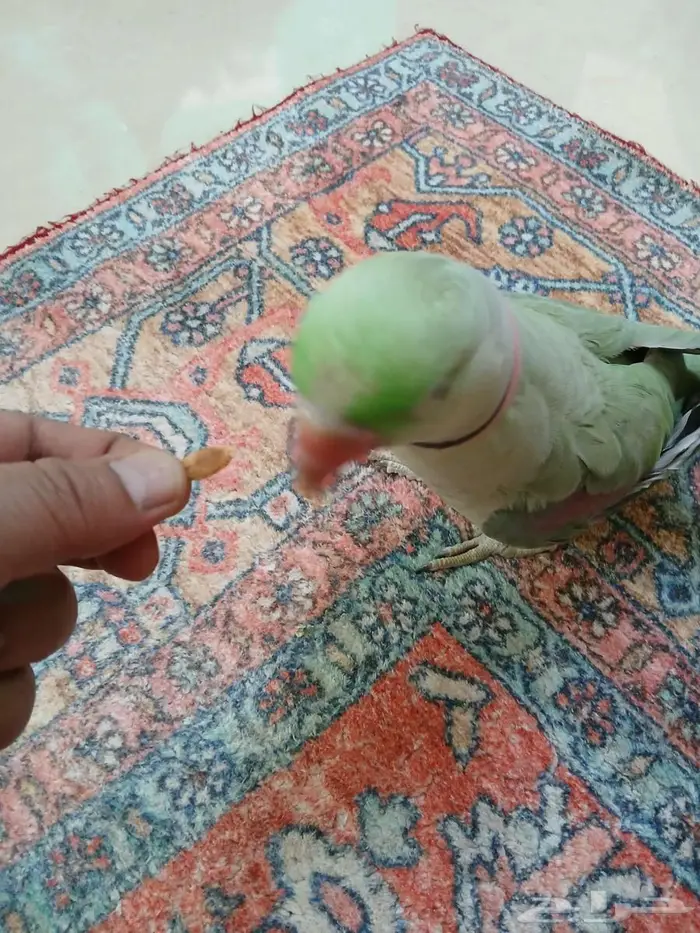 اليف جدا نيبالي محجل 2