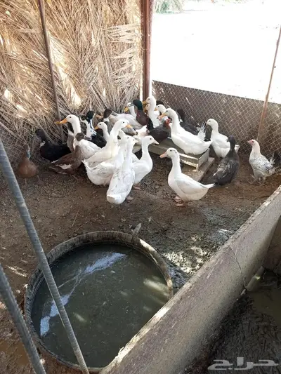 ذكور بط بكيني وشرشير 1