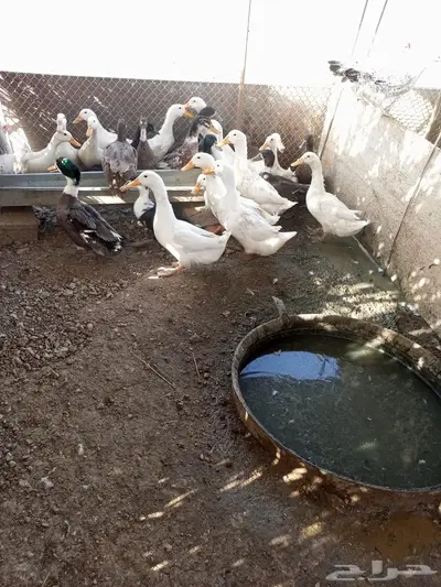 ذكور بط بكيني وشرشير 2