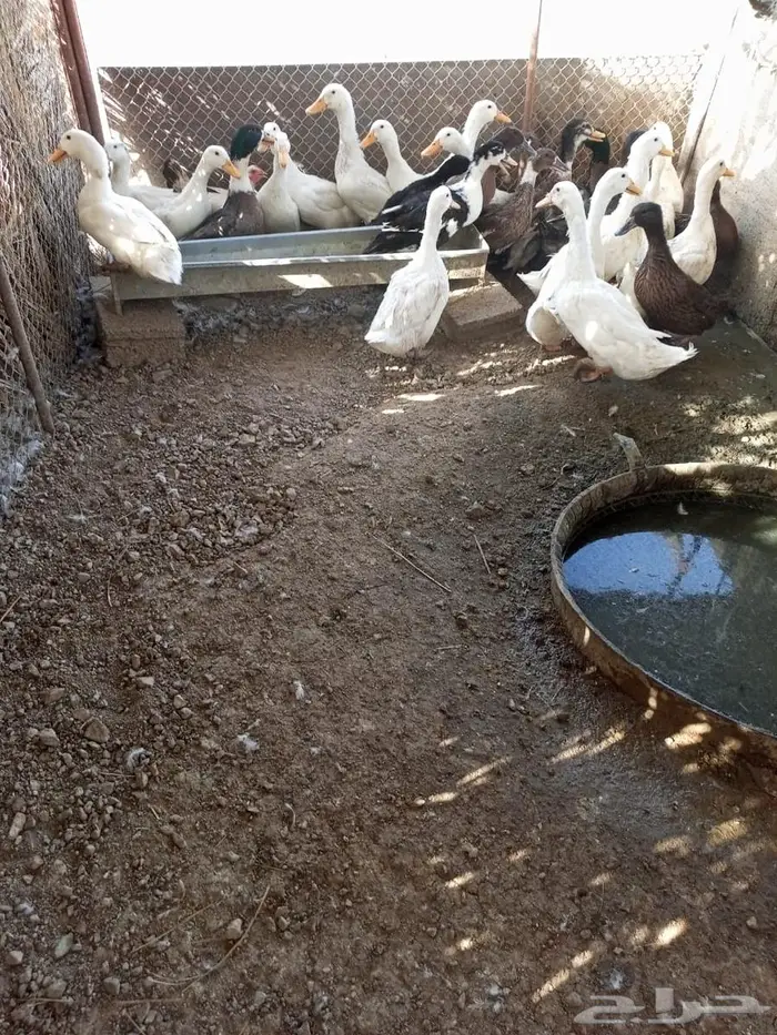 ذكور بط بكيني وشرشير 0