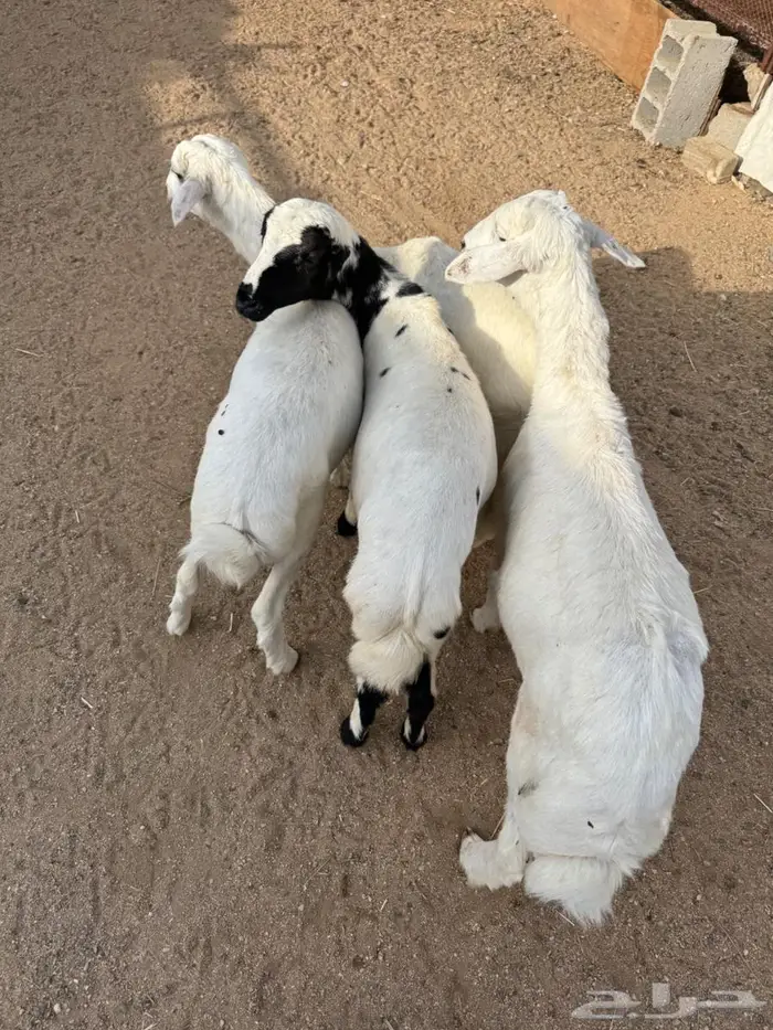 خرفان ورخال هرافا 0