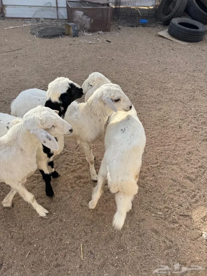 خرفان ورخال هرافا 1