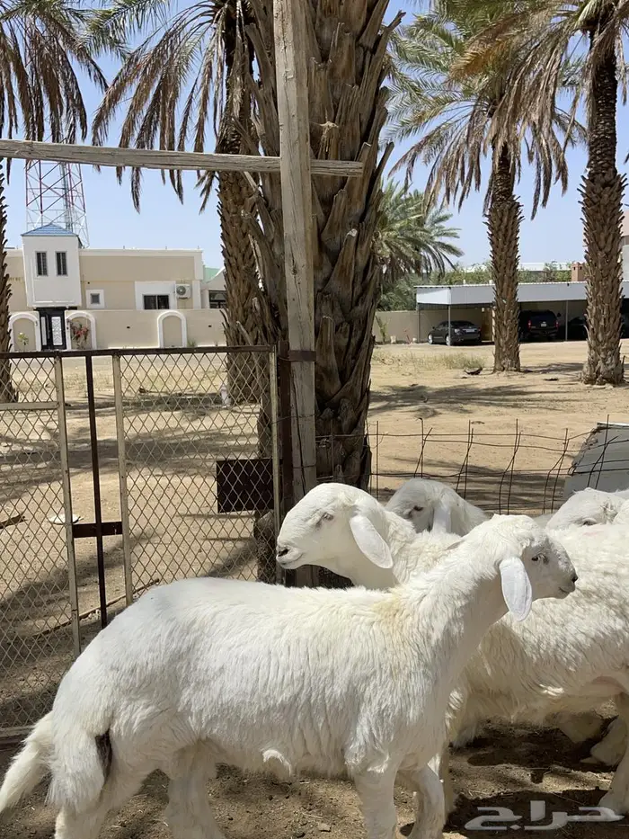 مشاريع فحول طليان 7