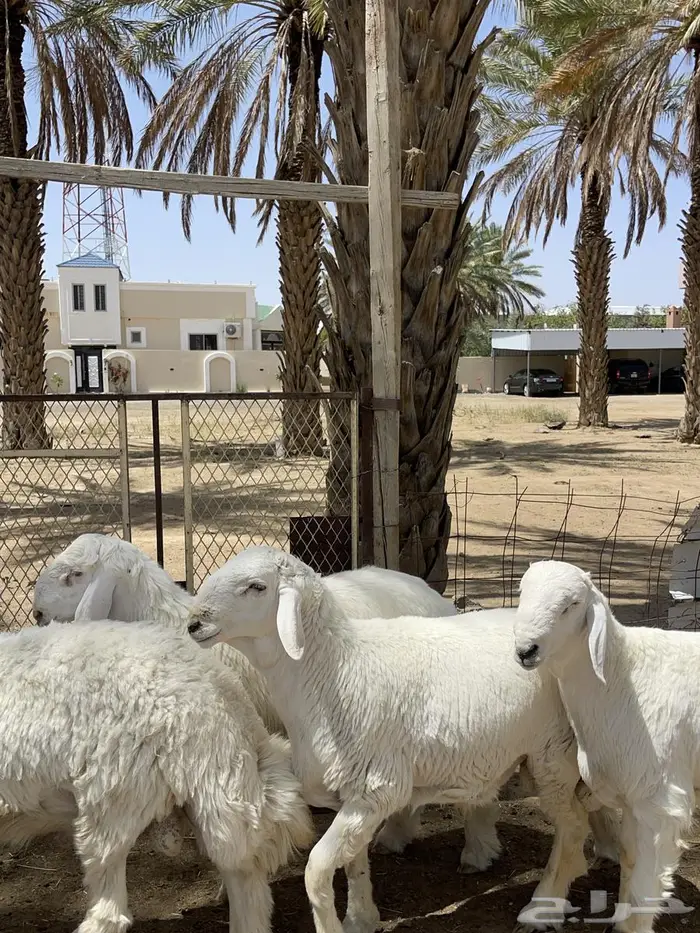 مشاريع فحول طليان 5