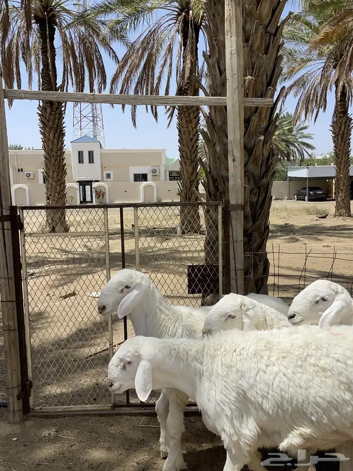 مشاريع فحول طليان 6