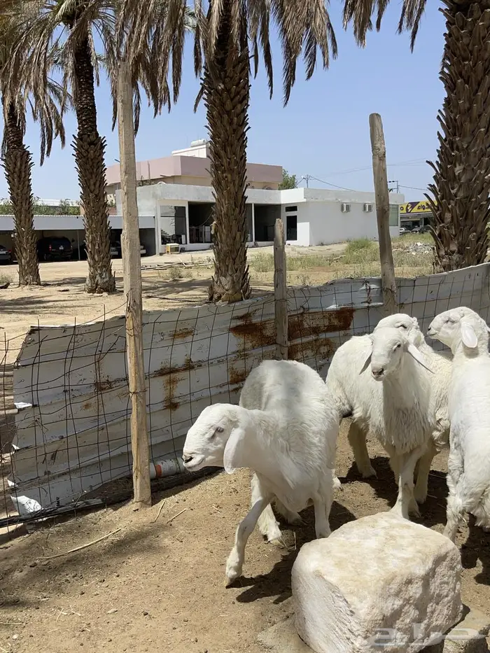 مشاريع فحول طليان 8