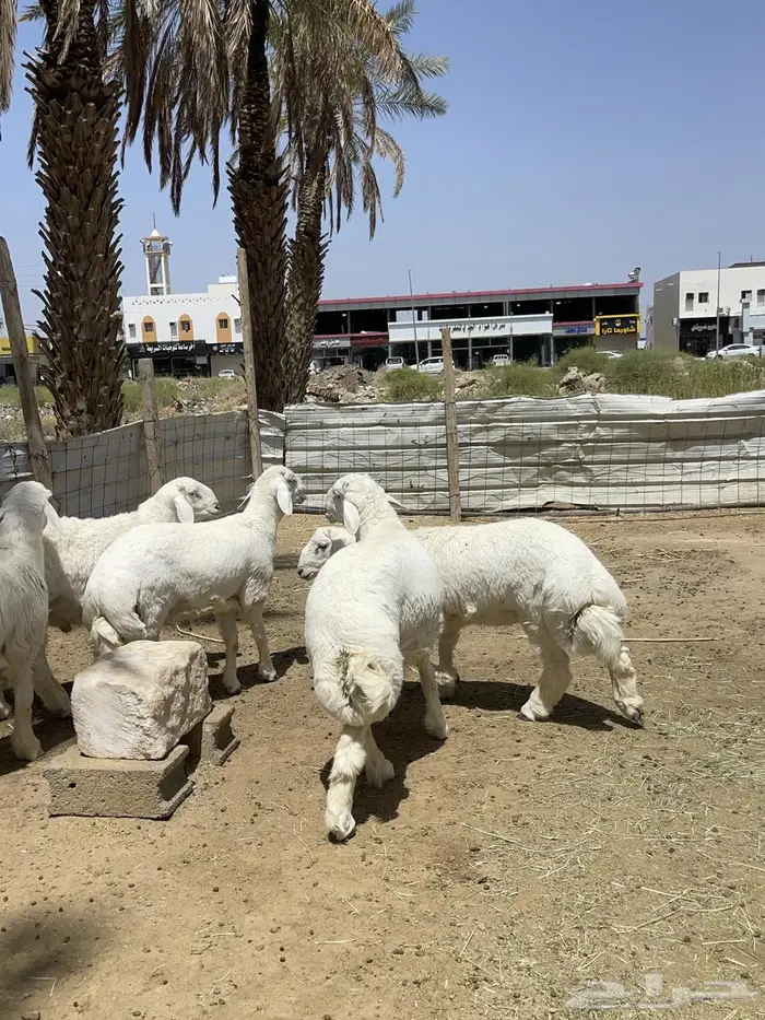 مشاريع فحول طليان 9