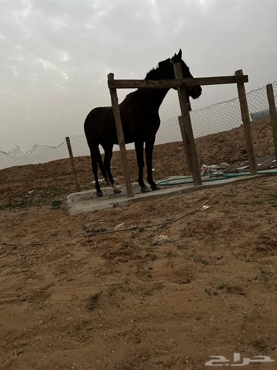 حصان للبيع 1