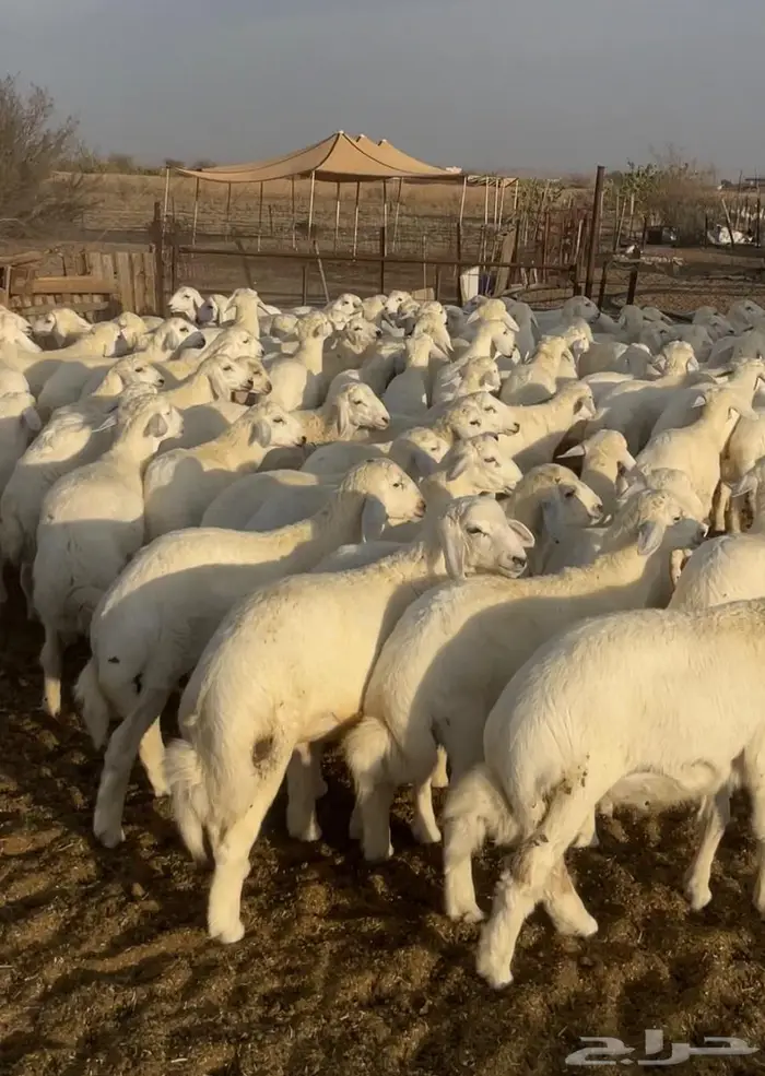 للبيع طليان ذبائح وسط نظيفه جدا 1