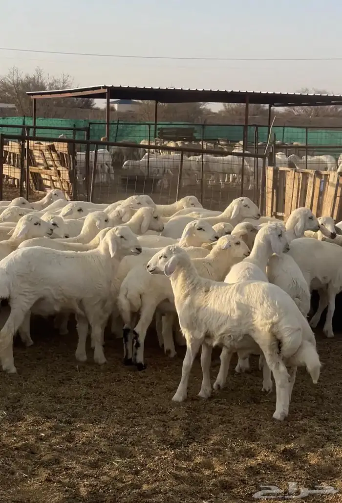 للبيع طليان ذبائح وسط نظيفه جدا 0