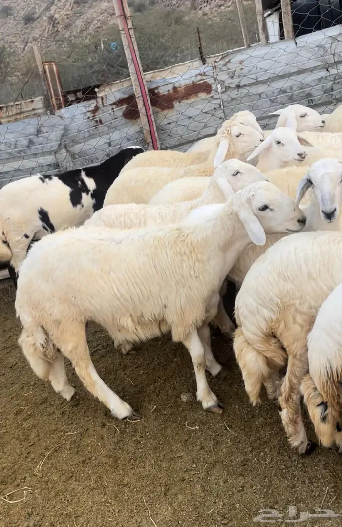 ذبايح طليان حريه سواكن مع التوصيل 2