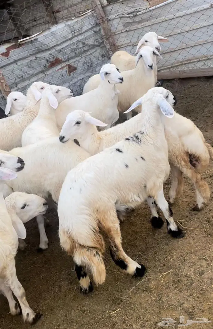 ذبايح طليان حريه سواكن مع التوصيل 4