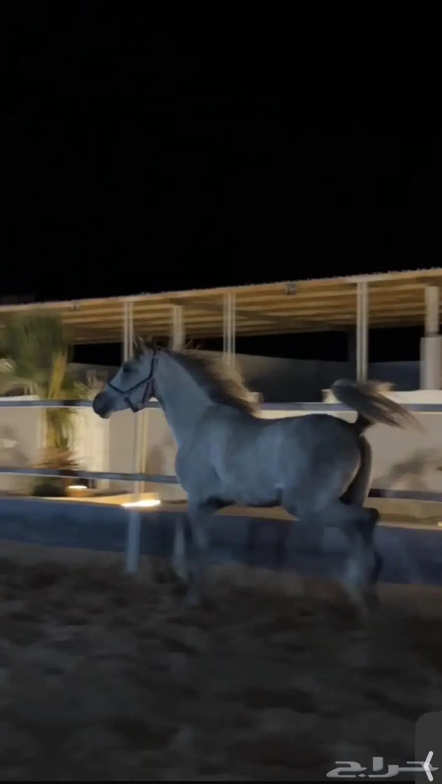 حصان شعبي للبيع 1