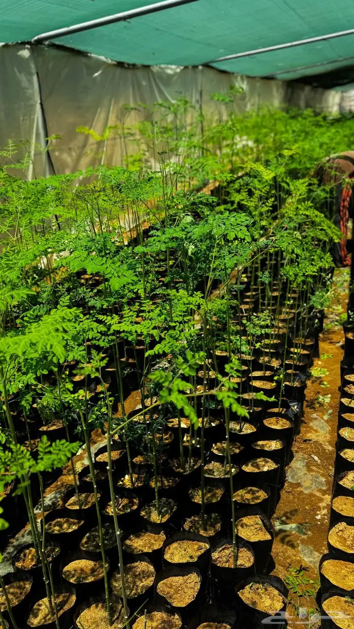 شتلات مورينقا 0